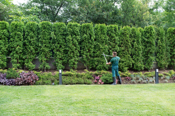 Best Lawn Drainage Solutions  in Lakeshire, MO